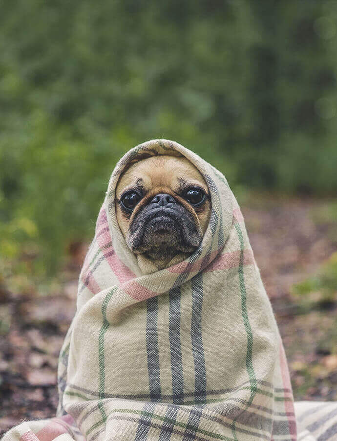Elegir colchón para mascotas
